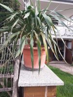Yucca Palmlilie Sachsen-Anhalt - Kakau Vorschau