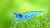 Blue Jelly Garnelen Saarland - Püttlingen Vorschau