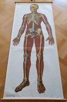 Schulkarte / Wandkarte Skelett / Medizin / Anatomie / Orthopädie Bayern - Geisenhausen Vorschau