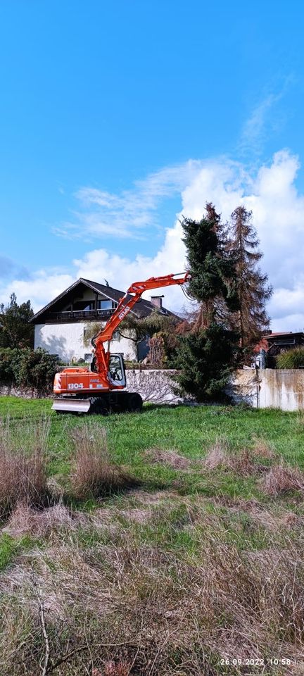 Baumfällungen/Baumpflege/Rodungen/Fällgreifer/Baum/Fichte/Tanne in Regenstauf