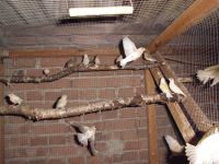 Kanarienvögel Nordrhein-Westfalen - Kevelaer Vorschau