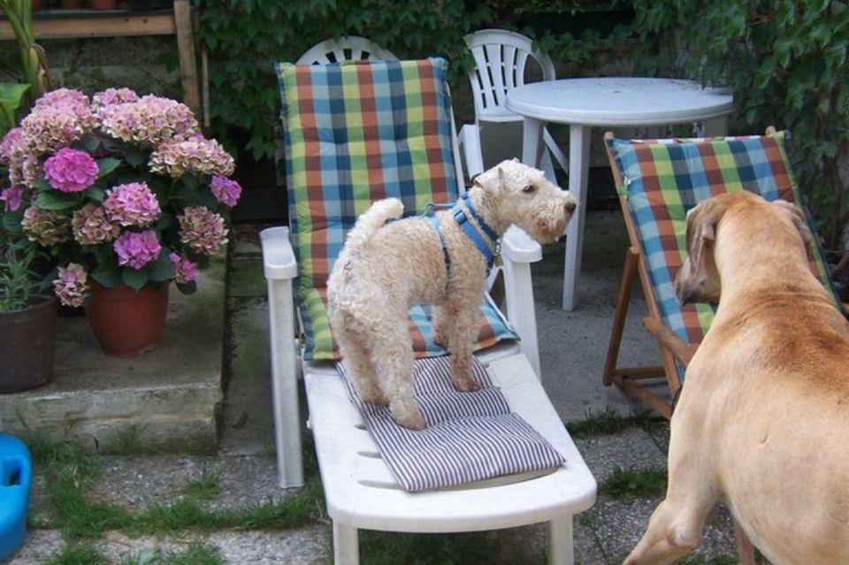 Hundebetreuung familiär + individuell      08491 Limbach/V. in Netzschkau