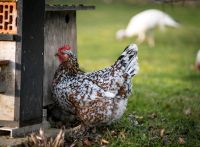 Bruteier, schwedische Blumenhühner,Eier, Blumenhuhn Bayern - Rennertshofen Vorschau