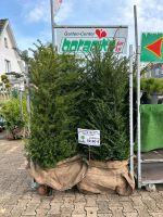 Gemeine Eibe Heckenpflanzen Taxus baccata Nordrhein-Westfalen - Simmerath Vorschau