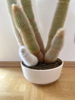 Kaktus - Silberkerze / Cleistocactus ) ca. 95 cm hoch, 6 Armig, Hessen - Groß-Umstadt Vorschau