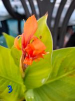 Canna Indica Indisches Blumenror Rhizom Niedersachsen - Osterode am Harz Vorschau