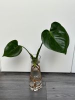 Monstera Deliciosa Mutterpflanze Baden-Württemberg - Meckenbeuren Vorschau