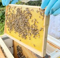Bienenvolk, Wirtschaftsvolk Niedersachsen - Hinte Vorschau