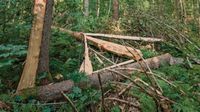 Säubere Bruch Holz gegen Brennholz Bayern - Bad Tölz Vorschau