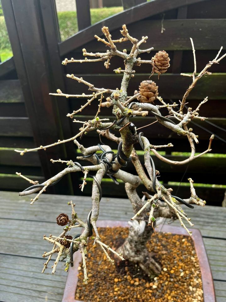 Neuer Preis! Bonsai Lärche in Breitenbach 