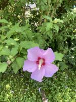 Ableger Hibiskus Baden-Württemberg - Oberriexingen Vorschau