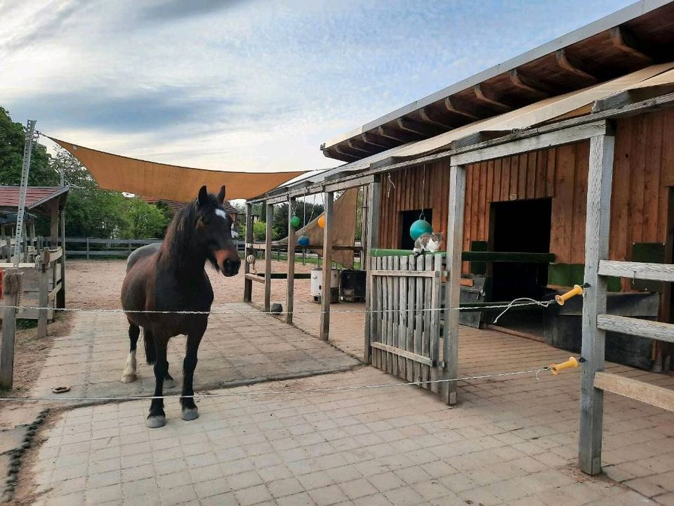 Offenstallplatz frei in Redwitz a d Rodach