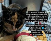 Katze gefunden zugelaufen Lichterfelde Berlin - Lichterfelde Vorschau