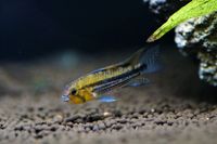 Apistogramma Cacatuoides – Kakadu-Zwergbuntbarsch Baden-Württemberg - Ilsfeld Vorschau