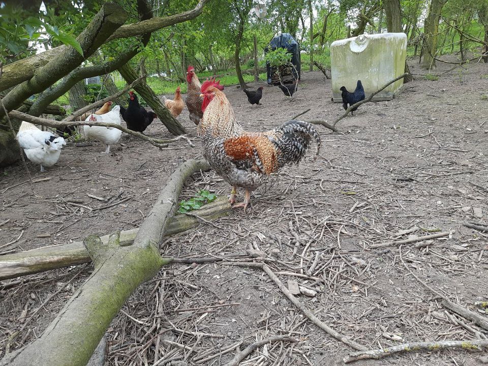 Bielefelder Kennhuhn HAHN in Woldegk