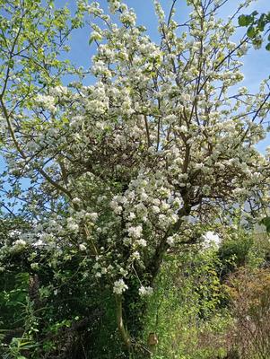 Garten in Mayen zu verpachten in RheinlandPfalz Mayen kleinanzeigen.de