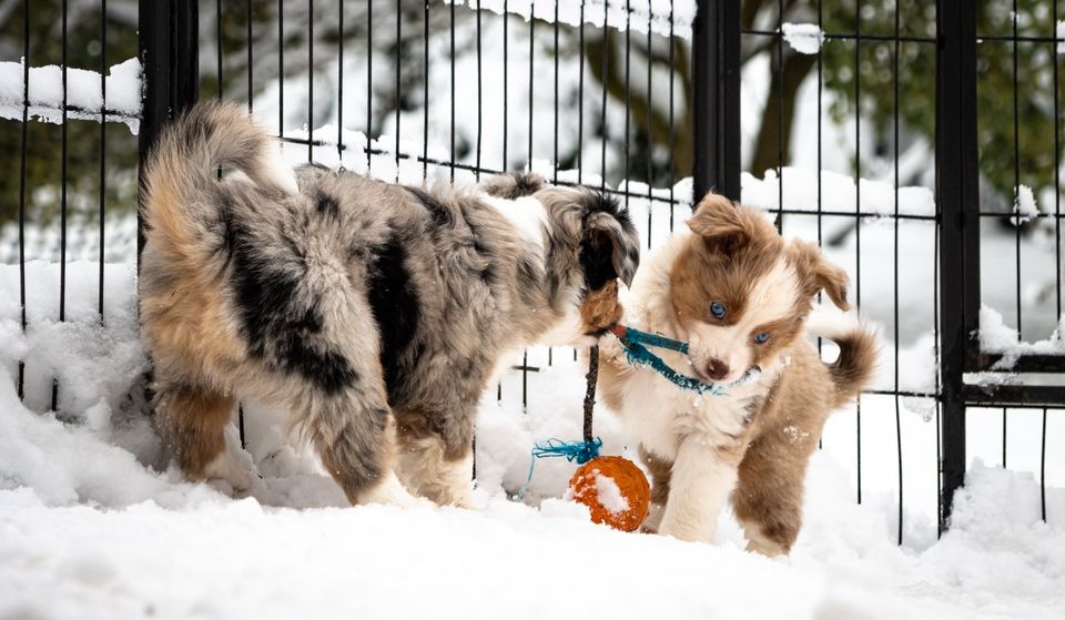 Mini Aussie, Mini Shepherd, Aussie in Welfesholz