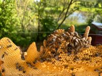 Bienen Ableger, Carnica, Bio Demeter zertifiziert Hessen - Friedberg (Hessen) Vorschau