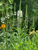 Gelenkblume winterharte und schneckenresistente Staude Ableger München - Allach-Untermenzing Vorschau