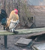 Federfüßiger Zwerghahn Niedersachsen - Drebber Vorschau