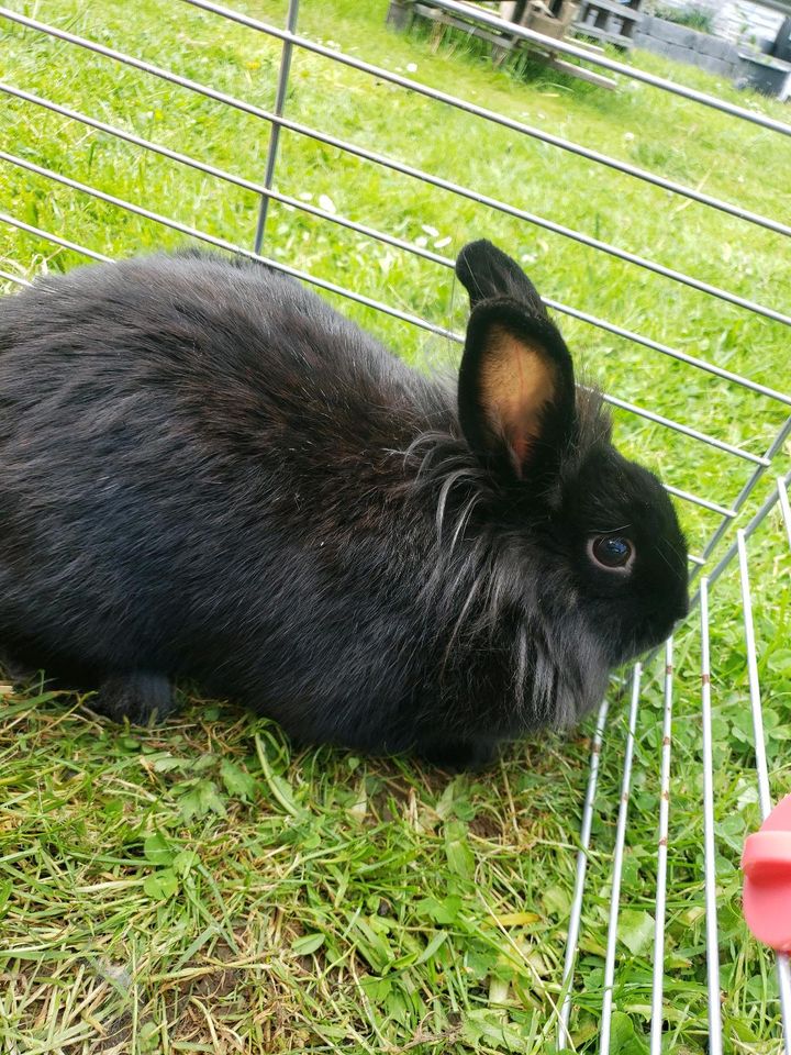 Kaninchen Löwenköpfchen abzugeben in Staufenberg