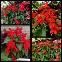 Blumensamen, Salbei Saatgut Feuersalbei,Salvia splendens Feuerrot Niedersachsen - Georgsmarienhütte Vorschau