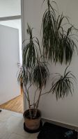 Großer Drachenbaum Dracaena ca. 2 Meter München - Ramersdorf-Perlach Vorschau