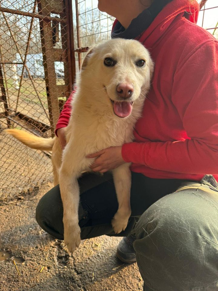 Traumhündin SUNNY ❤️ aus dem Tierschutz sucht ihre Familie in Hürth