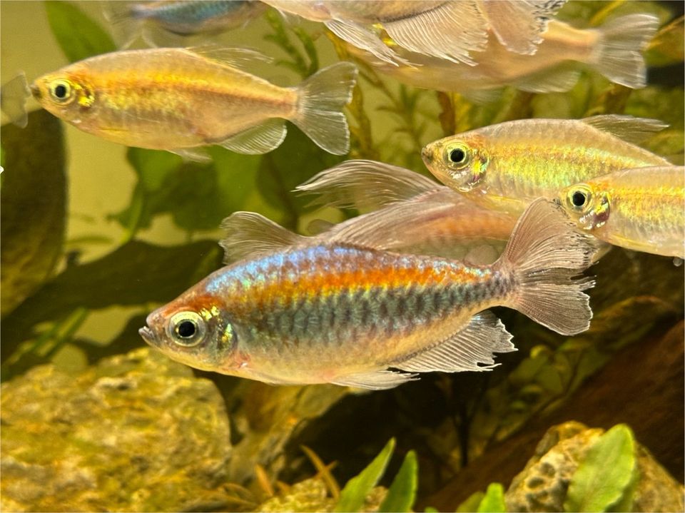 Aquarium Kongosalmler Adulte Tiere in Pliezhausen