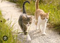 Suchen zwei Katzen oder Kater nur Freigang Nordwestmecklenburg - Landkreis - Zickhusen Vorschau