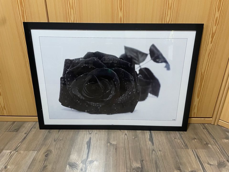 Bild schwarze Rose in Nordrhein-Westfalen - Bad Münstereifel | eBay  Kleinanzeigen ist jetzt Kleinanzeigen