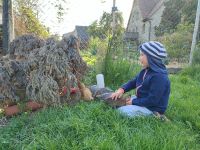 Zahme Cream Legbar Küken Hennen aus naturbunten Eiern Naturbrut Bayern - Adelshofen (Mittelfranken) Vorschau