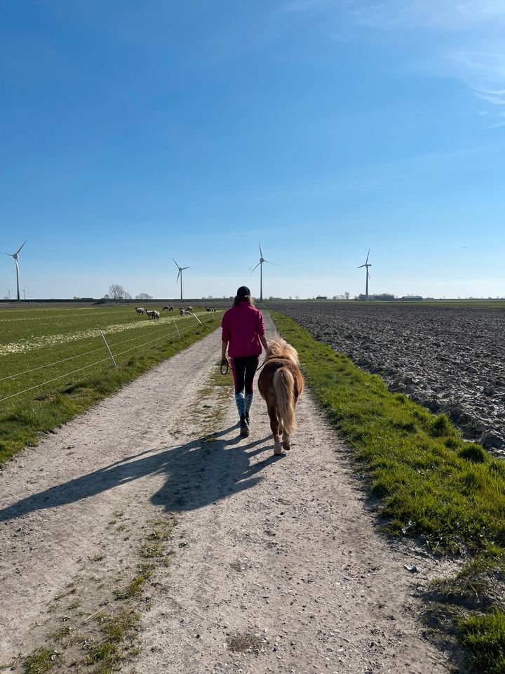 Mini Shetty Hengst in Marne