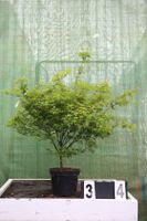 Acer palmatum ´Murasak Kyohime´ Ahorn Ahornwochen Sonderangebot Hessen - Dietzhölztal Vorschau