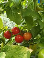 2,50€ - Tiny Tim, Tomatensamen, Busch-/Balkontomate Sachsen - Pirna Vorschau