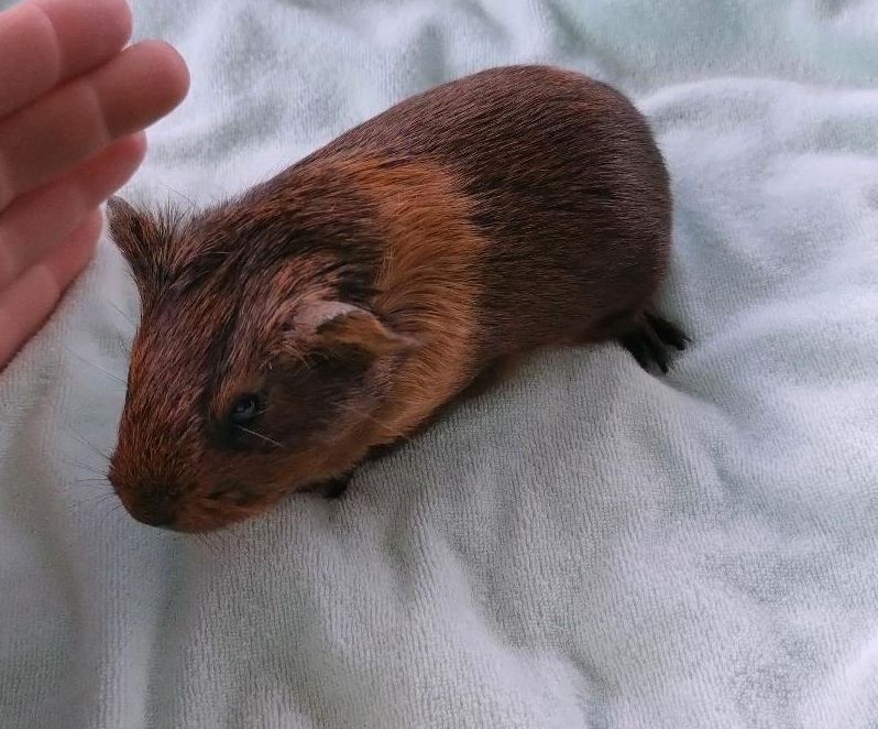 Meerschweinchen Weibchen Glatthaar Gold Agouti rotbraun in Groß Pankow (Prignitz)