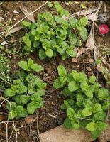 Zitronenmelisse Stauden Pflanzen Niedersachsen - Friedland Vorschau