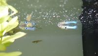 Endler Guppy Männchen / blau / eigene Nachzucht Schleswig-Holstein - Lübeck Vorschau