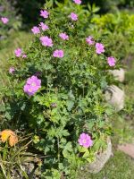 Storchschnabel rosa Geranium Berlin - Steglitz Vorschau