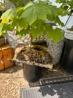 Bonsai Ahorn Bayern - Hausen Oberfr. Vorschau