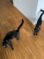 Zwei kastrierte Katzen suchen ein neues Zuhause Baden-Württemberg - Wertheim Vorschau