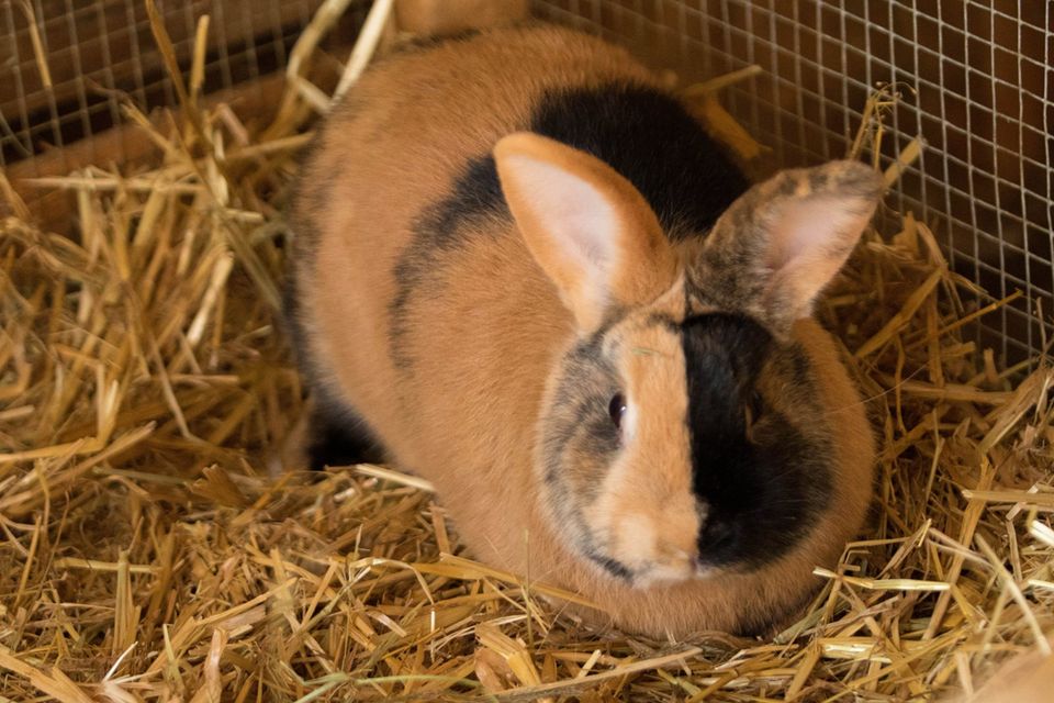 Japaner Kaninchen abzugeben in Dornhan