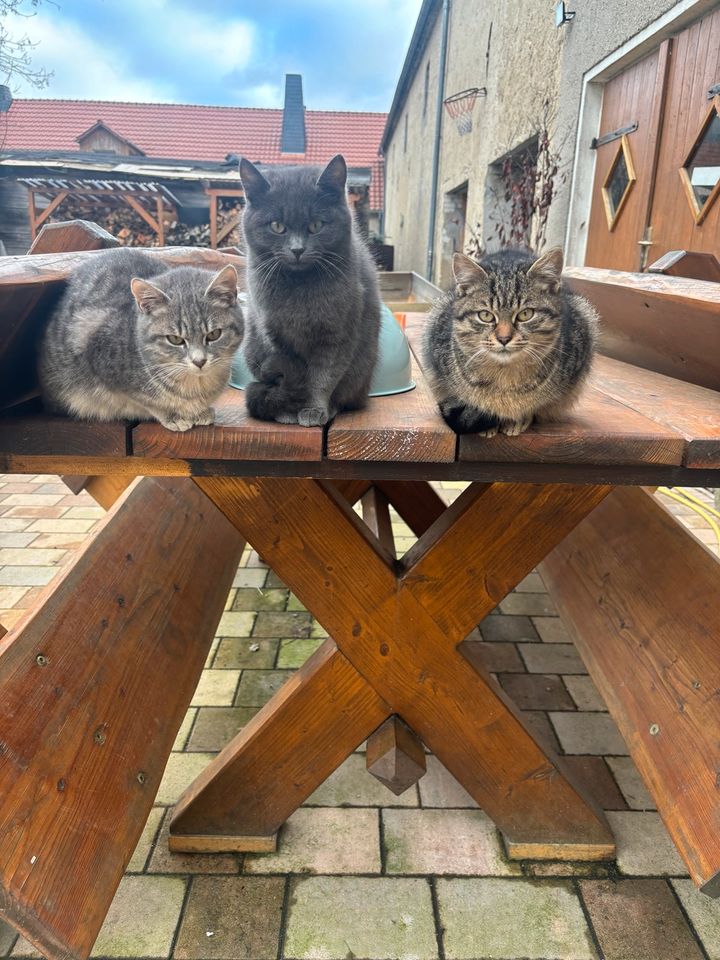 Katze,Katzen in Bautzen