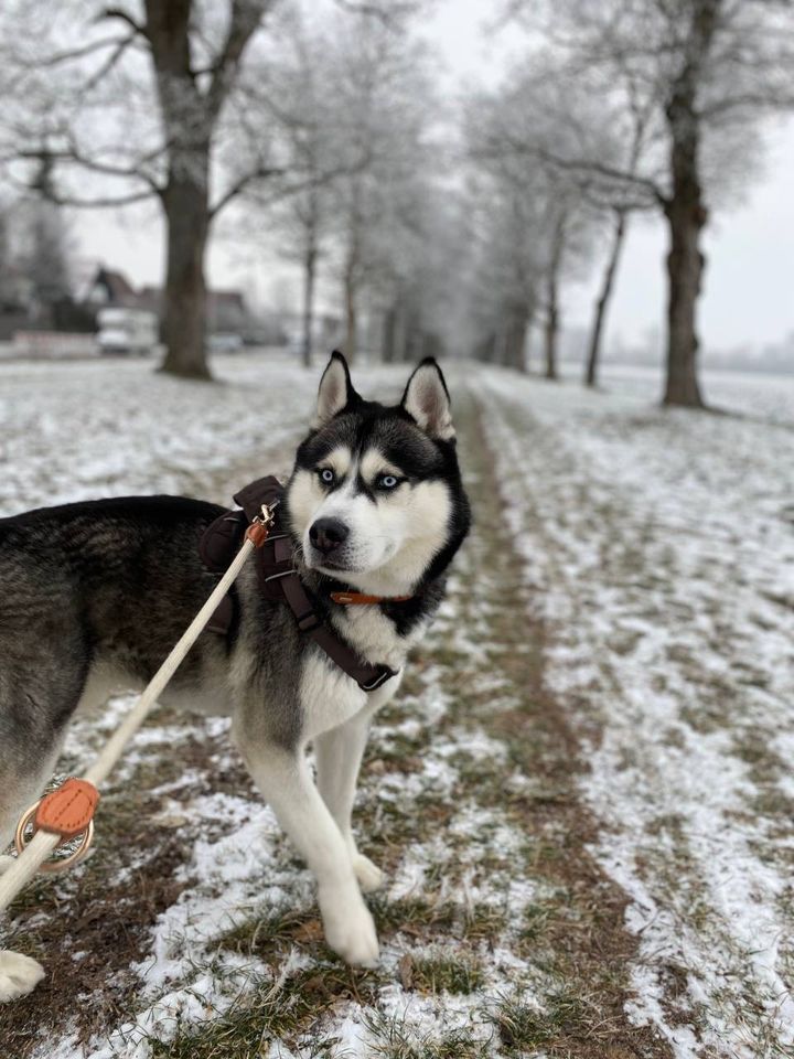 Husky sucht Zuhause für immer! in Augsburg