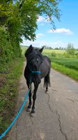 Welsh Mix Kinderpony Familienpferd  Pony Stute 128cm 5 Jahre Hessen - Bad Camberg Vorschau