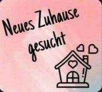 Doppelhaushälfte/Reihen-Einfamilienhaus in Mindelheim gesucht! Bayern - Mindelheim Vorschau