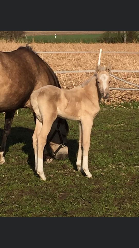 Palomino Prinzessin in Essen