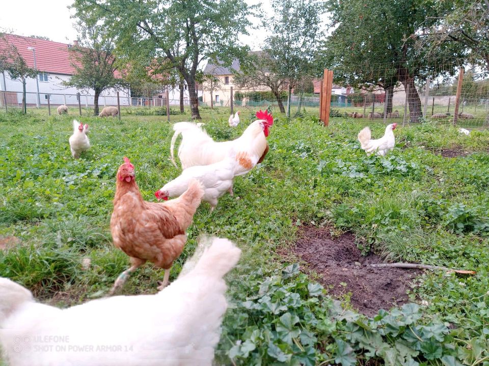 Hühnereier Frühstücksei Ei Eier in Leipzig