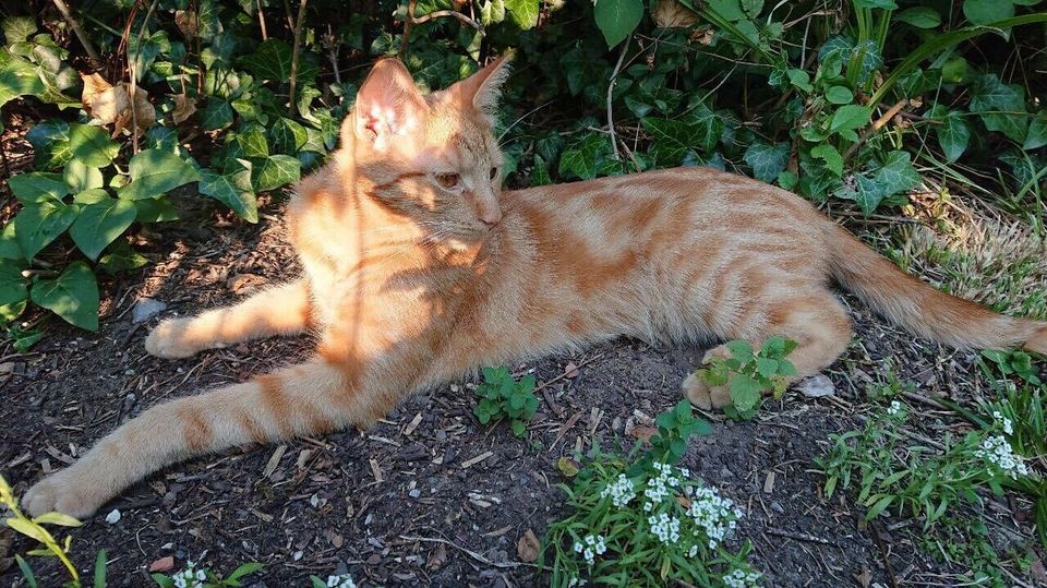 TIGA Kater rot creme orange blotch tabby gestromt VERMISST 9'2019 in Hannover