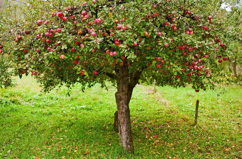 Obstbaumschnitt, Obstbaumpflege in Muldestausee